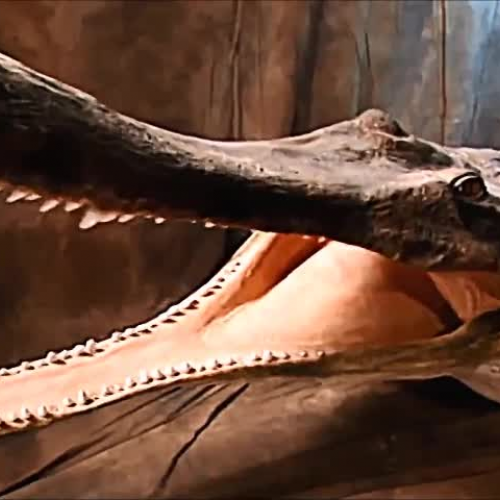 Super Croc Documentary with Paul Sereno (shortened version)