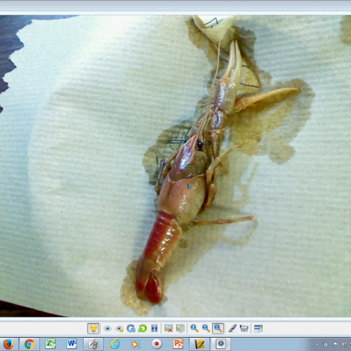 Crayfish Dissection- 1: Start to Rostrum