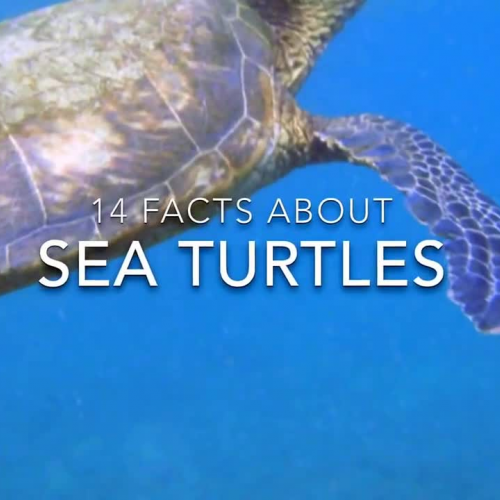 14 Amazing Facts about Sea Turtles
