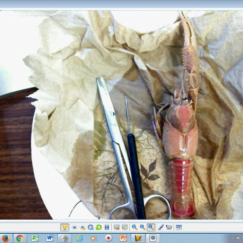 Crayfish Dissection 2- Compound eye to Cephalathorax removal