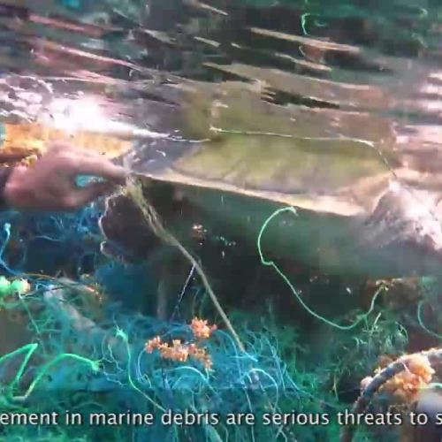 Endangered Ocean: Sea Turtles