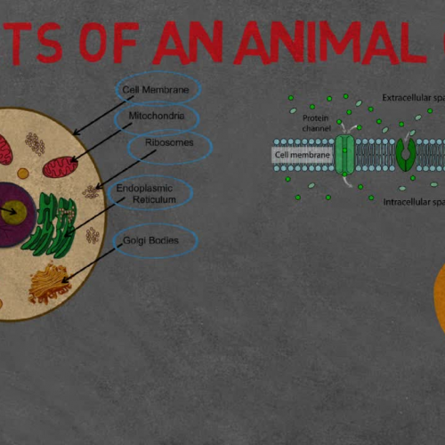 Animal vs Plant Cells 