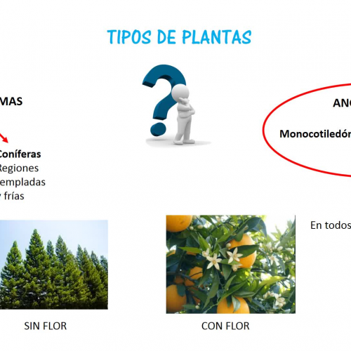 tipología de plantas a plantar en un cole