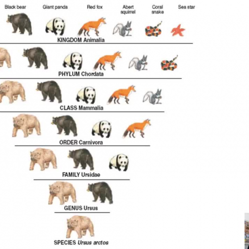 STUDYFORBIO: Classification & Taxonomy