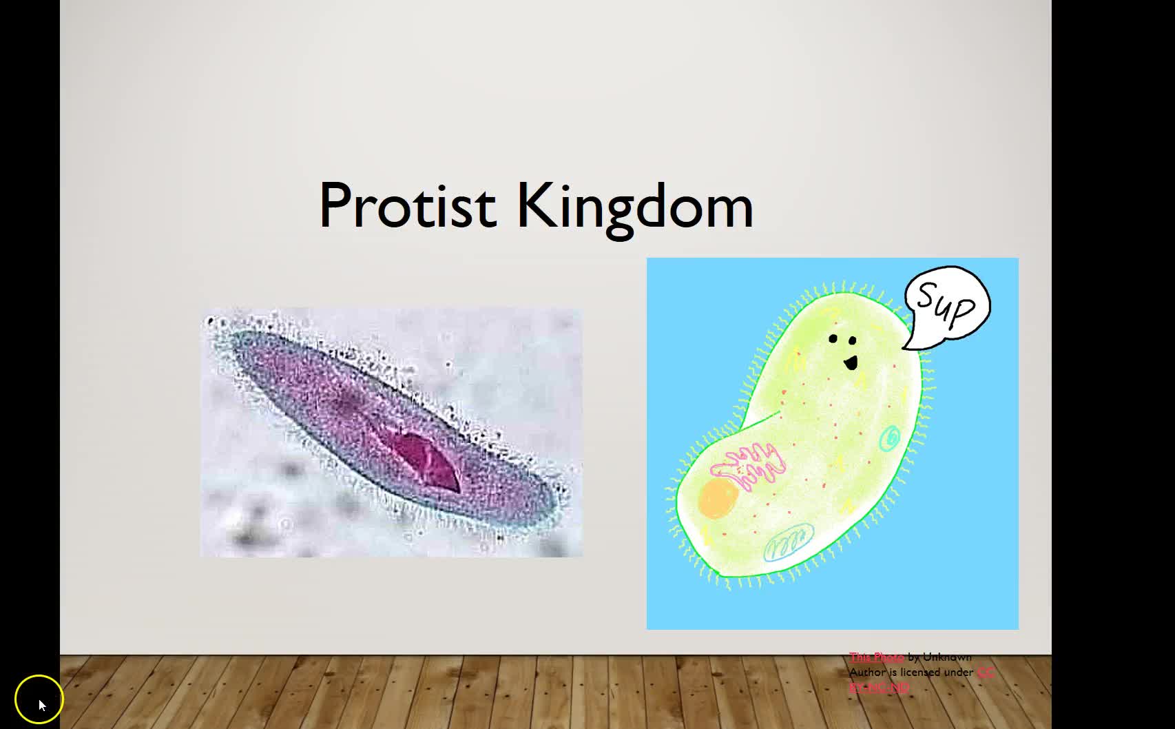 Fungus and Protist REview
