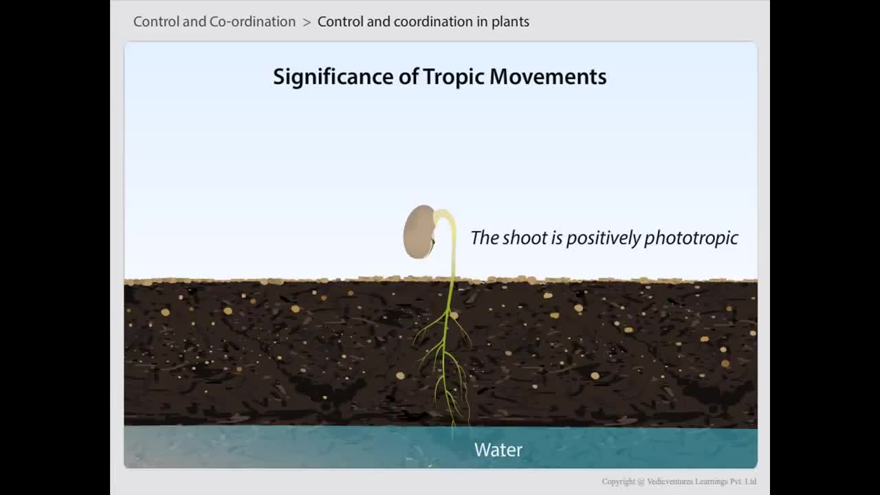 Types of tropisms | Control and Coordination in plant | CBSE Class 10 Science