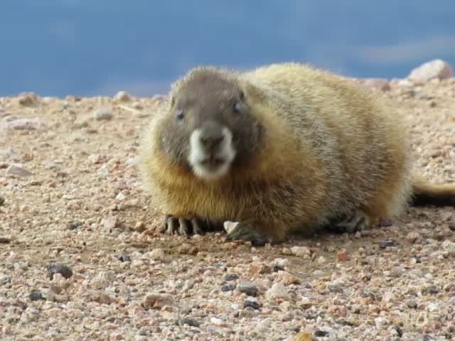 Marmot Eating Rocks