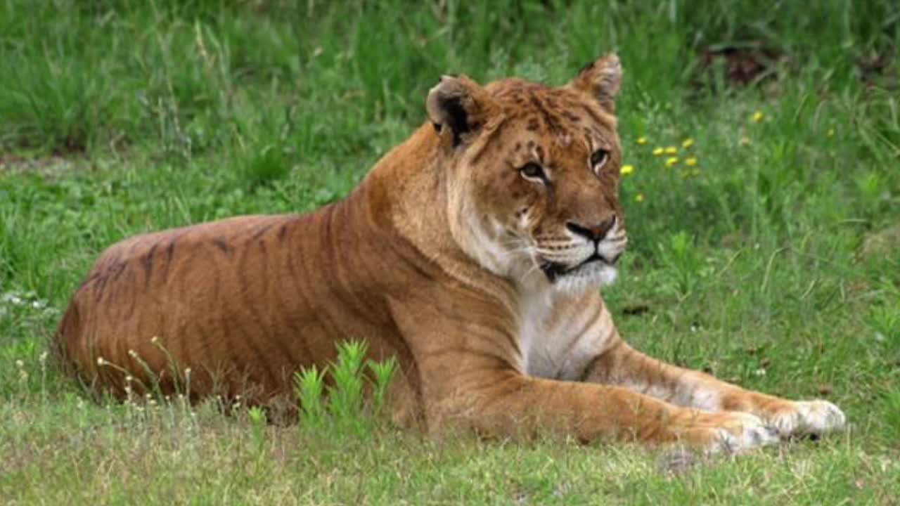 Ligers and Tigons and Zorses, Oh My! Are These Hybrid Animals Real?,  Uncategorized, Elementary, All, Common Core