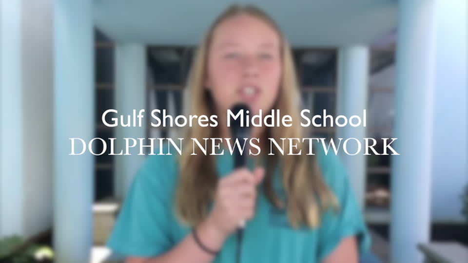 Dolphin News Network 