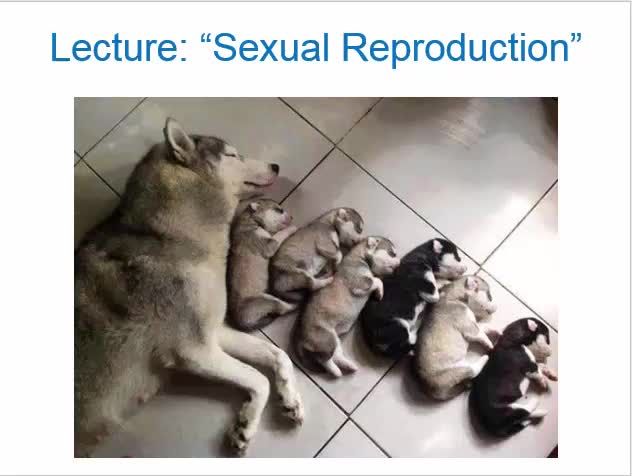 Lecture "Sexual Reproduction"