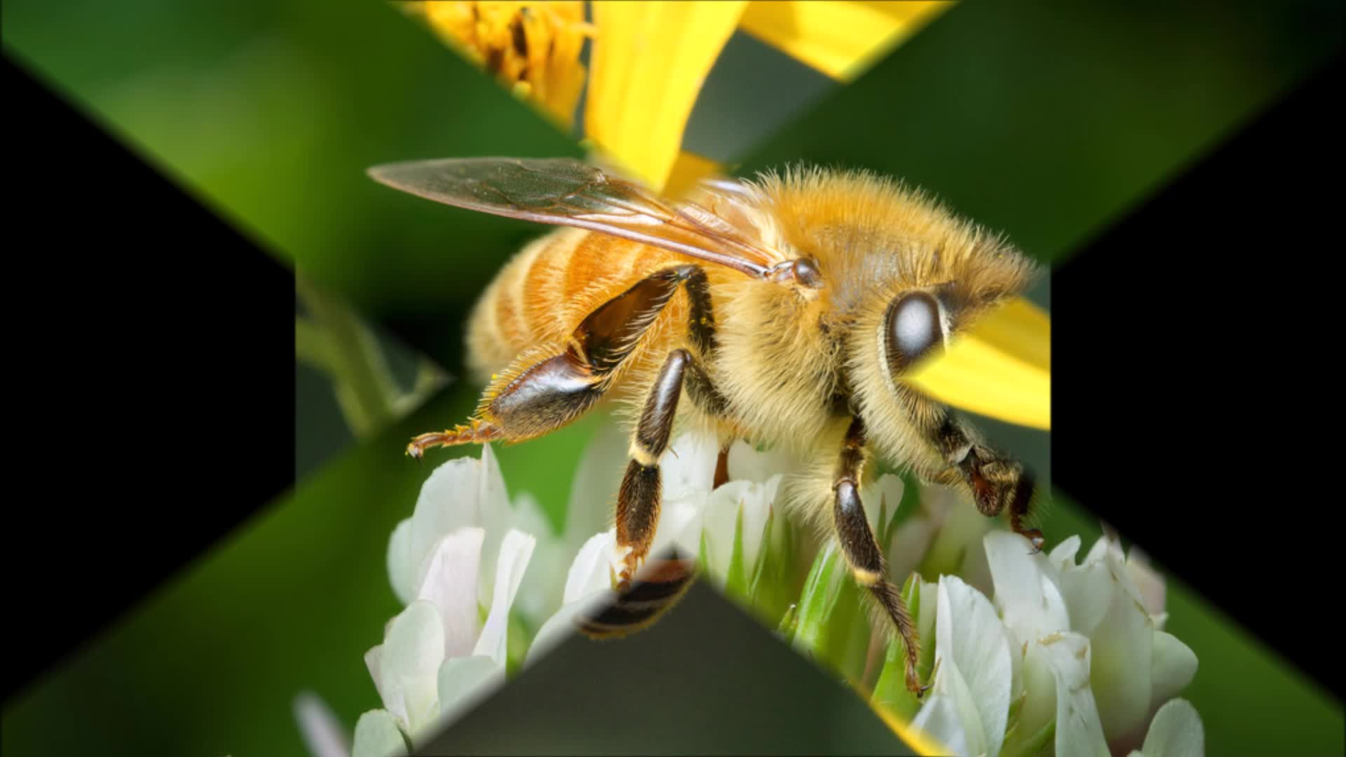 About Honey Bees 