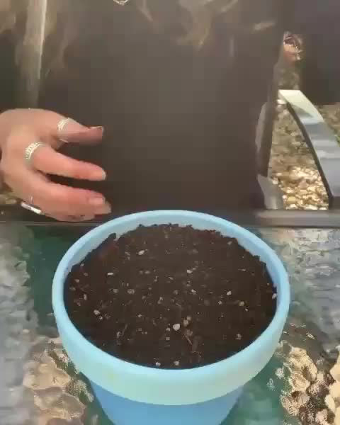 Taking Leaves For Propagation