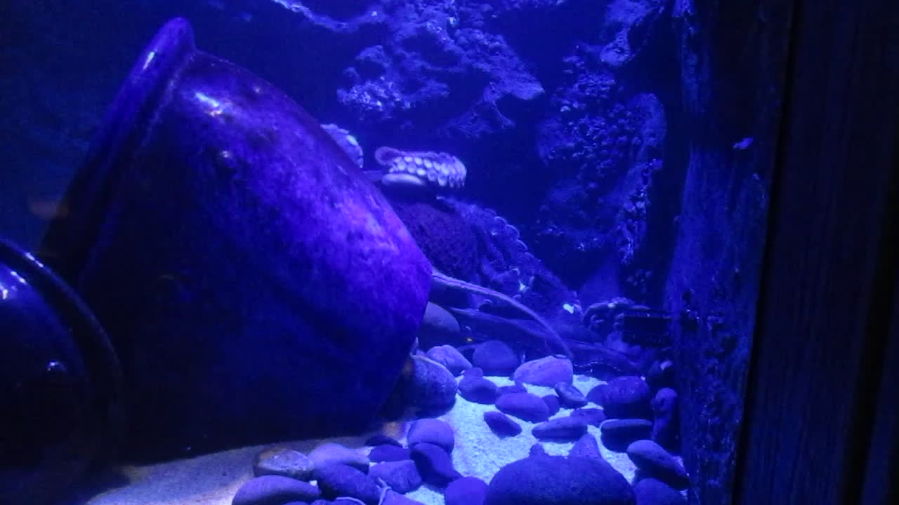 Aquarium - Octopus