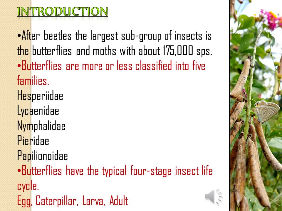 Butterfly Diversity