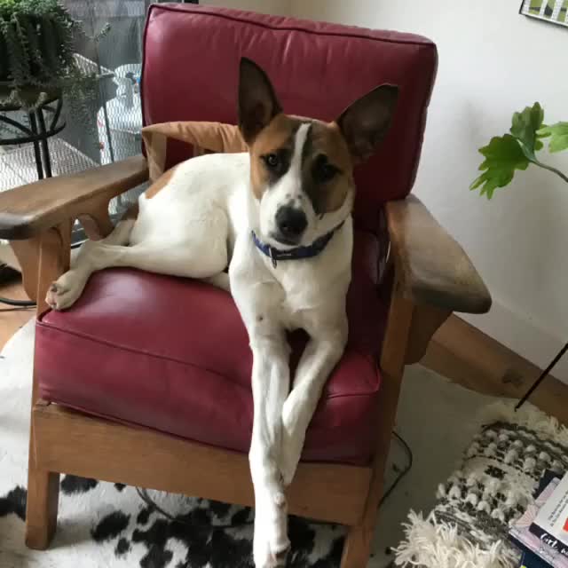 Tess in Chair