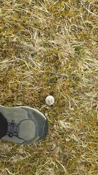 Puffball Mushroom