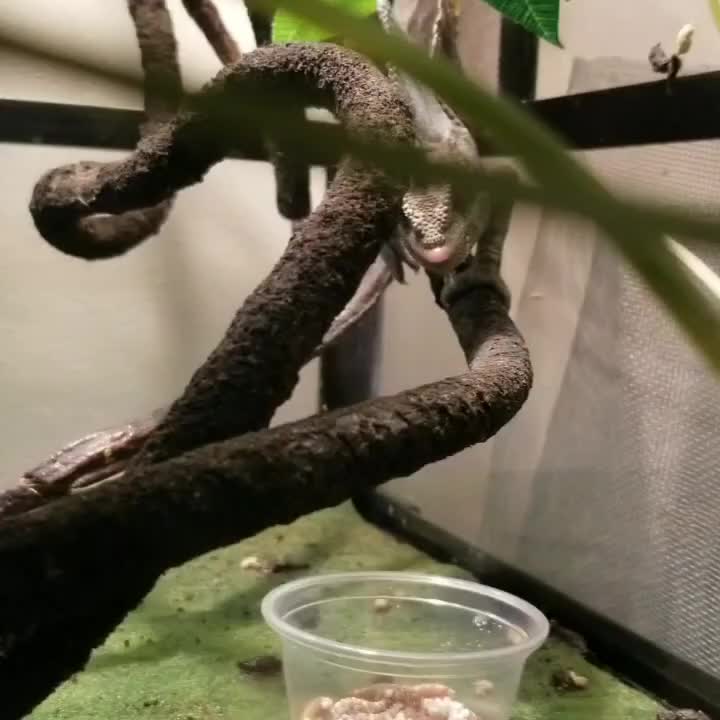 Veiled Chameleon Eating Mealworms