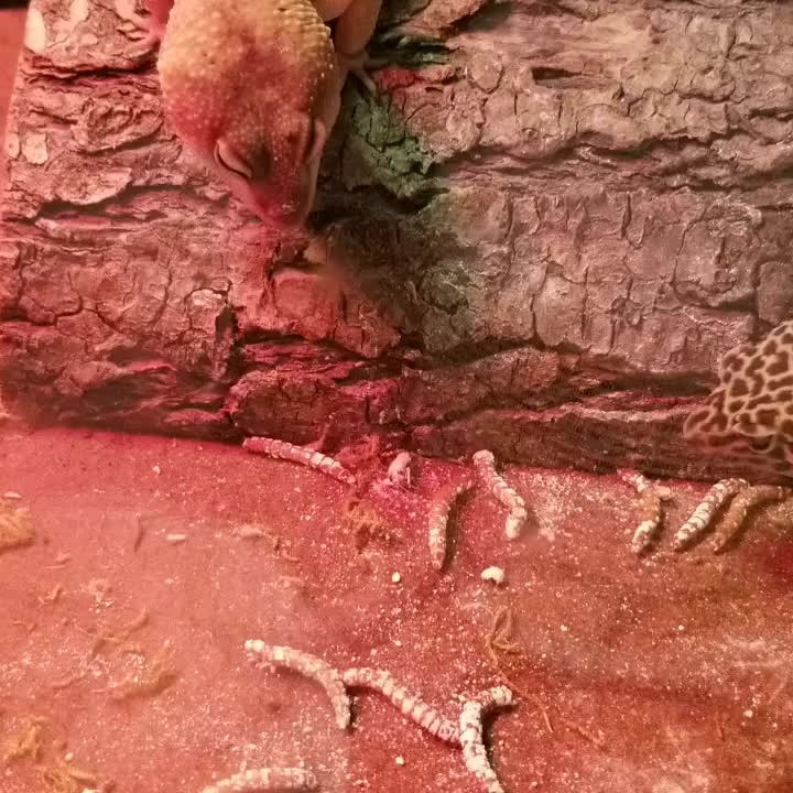 Leopard Geckos Eating Mealworms