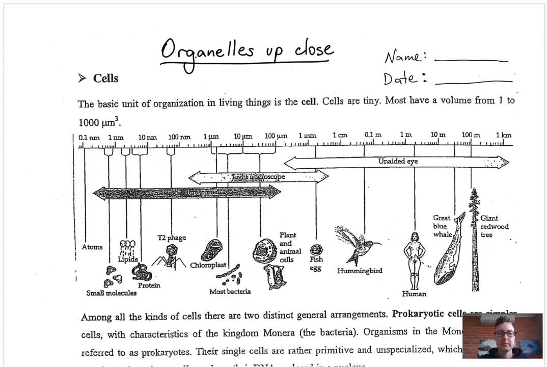 Organelles