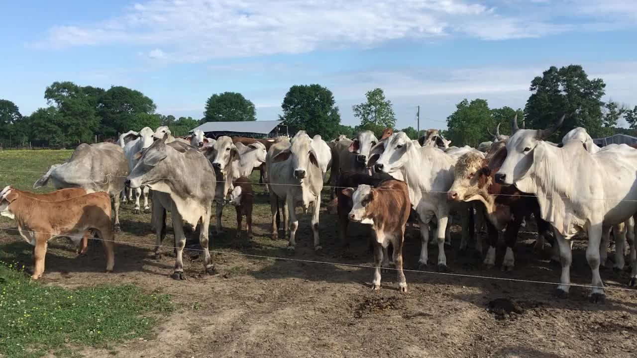 Our Cattle