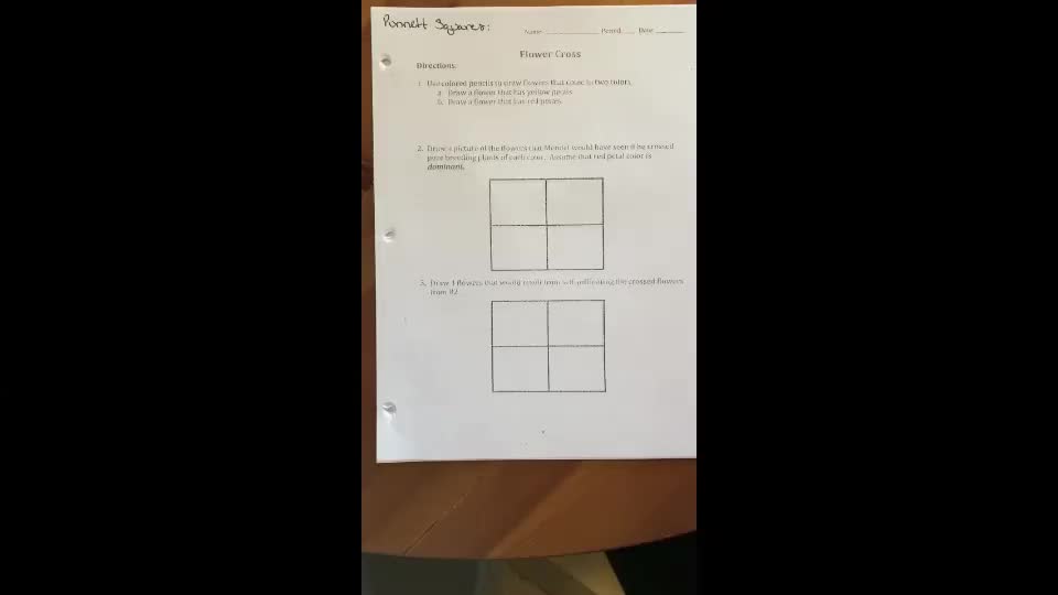 Punnett Squares - Flower Cross
