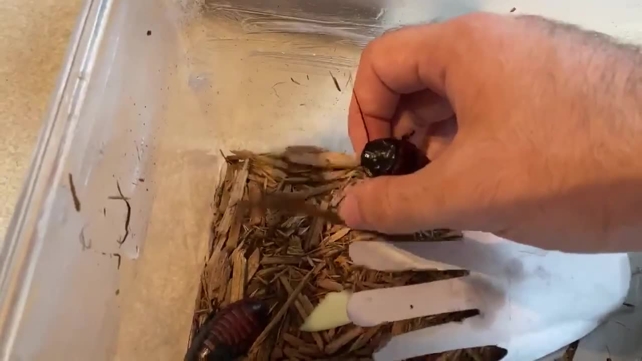 Cockroach Video