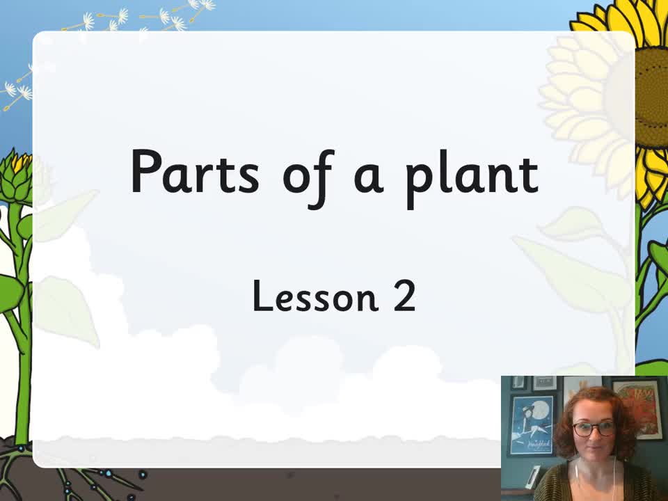 Y3 Plants - the function of leaves