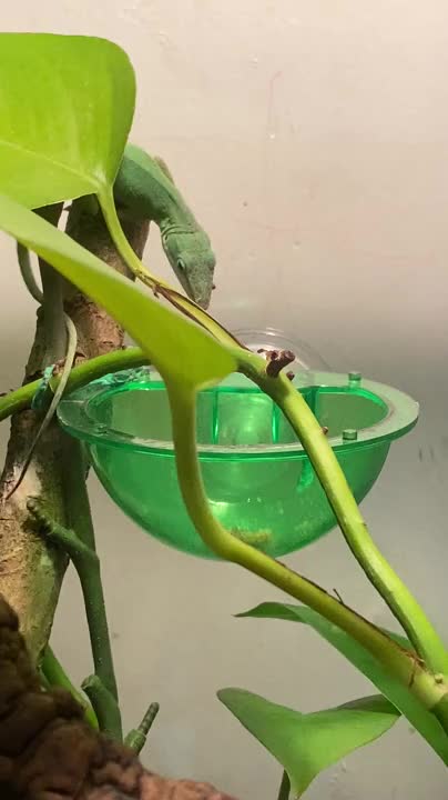 Thunder Eating a Mealworm