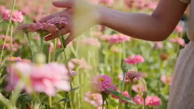 ucculent flowers opening 